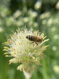 Close-up of insect on flower