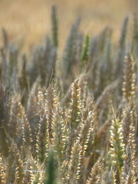 Close-up of wheat growing on field