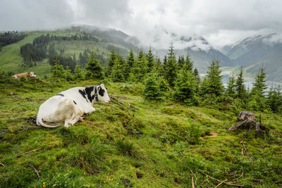 View of a sheep on landscape