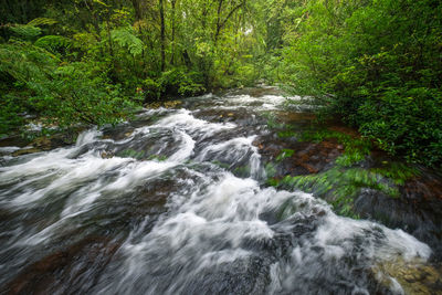 Stream flowing amidst trees in forest