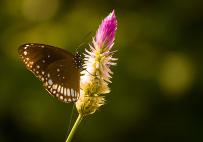 Close-up of butterfly pollinating on flower