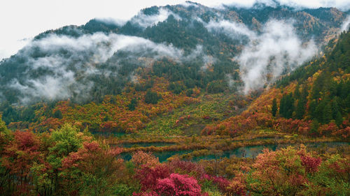 Scenic view of forest against sky during autumn