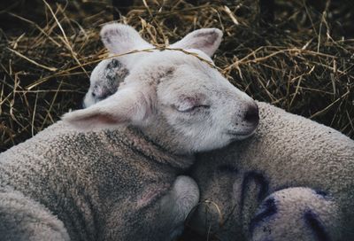 Close-up of sheep relaxing on grass