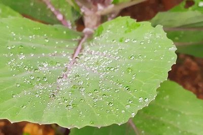 Close-up of water drops on leaves