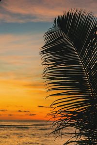 Silhouette palm tree by sea against romantic sky at sunset