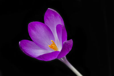 Close-up of purple crocus against black background