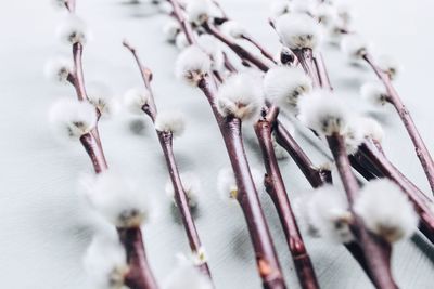 Close-up of pussy willow twigs on table