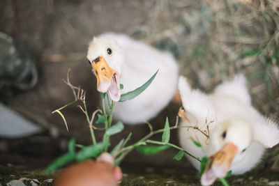 Cropped hand feeding leaves to goslings on field