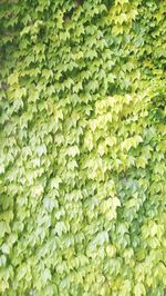 Full frame shot of green leaves