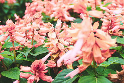 Close-up of pink flowering plant