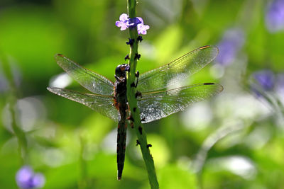 dragonflies and damseflies