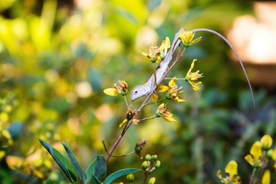 Close-up of insect on plant