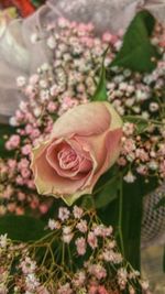 Close-up of pink rose