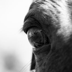 Close-up of a horse