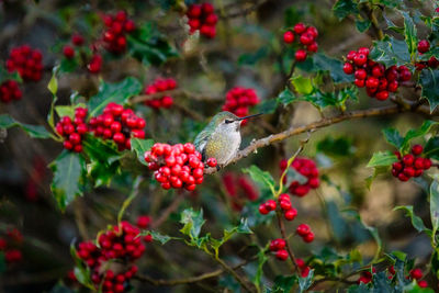Annas  hummingbird resting in a red berried holly tree