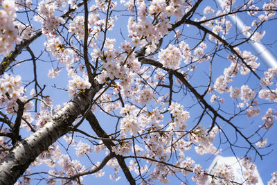 Low angle view of cherry blossoms against sky