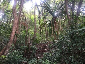 Trees in forest