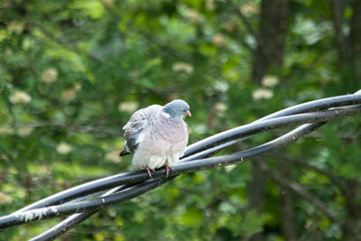 Close-up of bird perching on tree