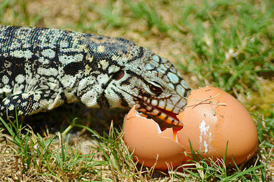 Close-up of a reptile on a field