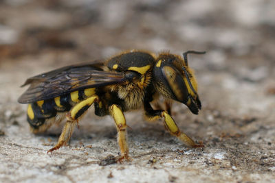 Closeup on a mediterranean florentine woolcarder bee, anthidium florentinum