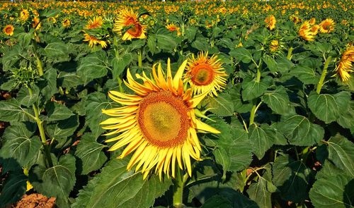 Close-up of yellow flowering plant
