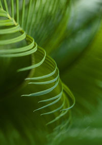 Close-up of fresh green leaves