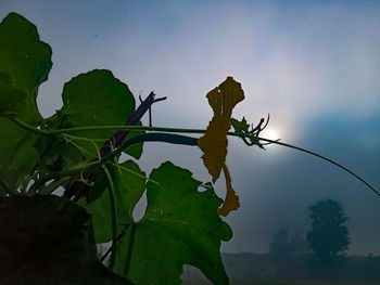 Close-up of butterfly on plant