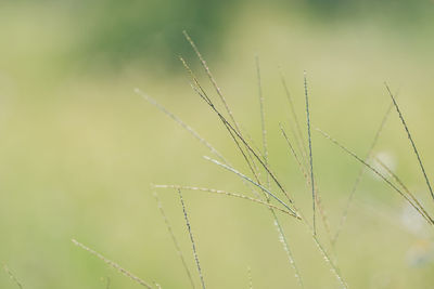 Close-up of wet grass growing on field