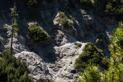 High angle view of rocks amidst trees in forest