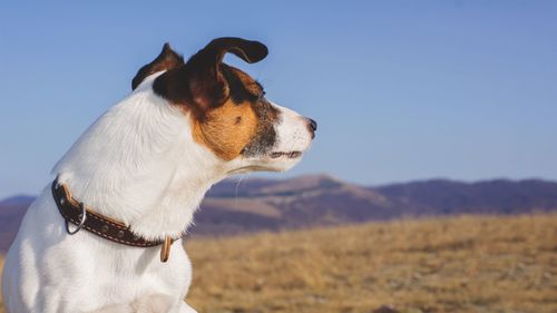 Close-up of dog on field against mountains