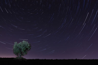 Low angle view of silhouette trees against sky at night