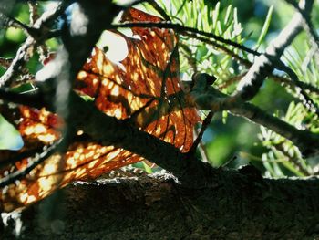 Low angle view of tree