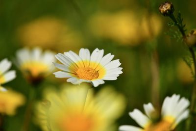 Close-up of white and yellow flowering plant