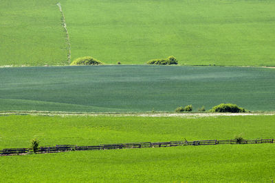 Scenic view of agricultural field