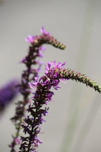 Close-up of purple flowers