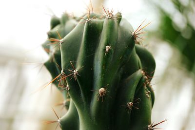 Close-up of cactus growing outdoors