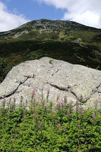 Low angle view of flowering plants on mountain against sky