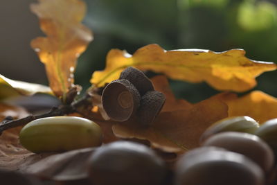 Close-up of yellow leaf