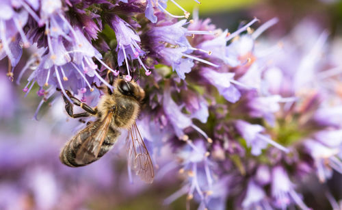 Close-up of bee on purple flower