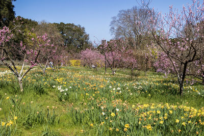 View of cherry blossom trees in field