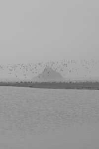 Flock of birds flying in the sky