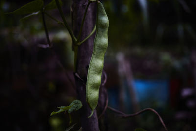 Close-up of fresh green plant