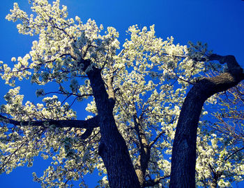 Low angle view of tree against blue sky