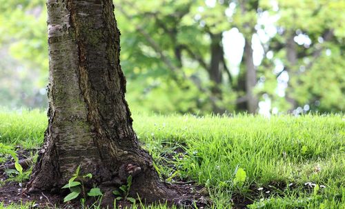 Trees on grassy field in forest