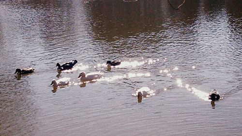 Birds in lake