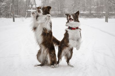 Dog on snow covered field