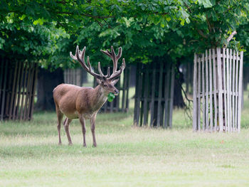 Deer standing in a field