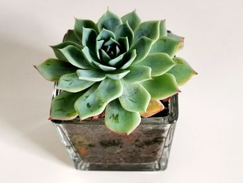 High angle view of succulent plant on table