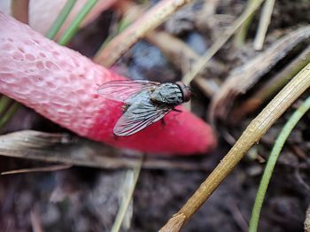 Close-up of fly on leaf