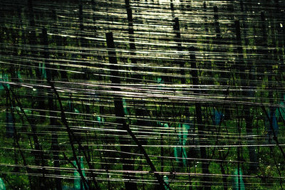 Full frame shot of bamboo trees